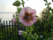 Фотография Коноваловой Ирины