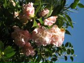 Фотография Ереминой Светланы