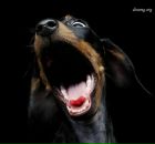 Фотография Щеняева Алексея