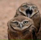 Ветер Полыни фотография #34 (источник - https://vk.com/id1073398)