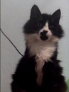 Містер Тімуркович фотография #6 (источник - https://vk.com/id134259506)