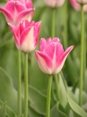 Єва Антонова фотография #43 (источник - https://vk.com/id140761851)