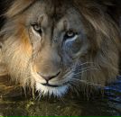 Фотография Соломаткина Виктора