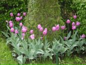 Ралука Каплеску фотография #14 (источник - https://vk.com/id69611341)