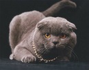 Фотография Морелова Алексея