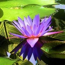 Ясмін Абд - ельвахед  (удод) фотография #24 (источник - https://vk.com/id135603638)