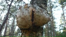 Фотография Малика Алина