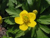 Фотография Сафоновой Натальи