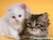 Діана Цар фотография #28 (источник - https://vk.com/id95206914)