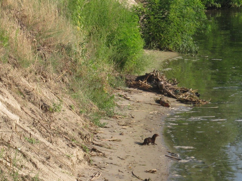 Александр Щепотьев фотография #24