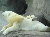 Елена Иванова фотография #8 (источник - https://vk.com/id613232)