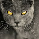 Фотография Резниченко Тани