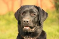 Фотография Мясоедова Дмитрия