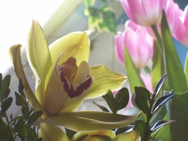 Olga Oconnell фото №32