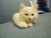 Фотография Кривонкиной Анны