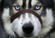 Фотография Разуваевой Анны