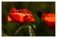 Фотография Сафиной Галии
