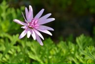 Elena Keskin фотография #41 (источник - https://vk.com/id12538049)