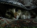 Фотография Тузова Александра