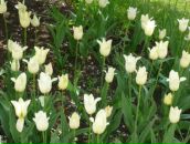 Фотография Лагуновой Лены