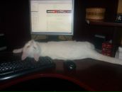 Игорь Сергеев фотография #44 (источник - https://vk.com/id852863)