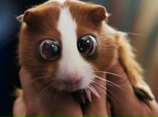 Фотография Саволайнен Оля