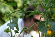 Фотография Фадеева Александра