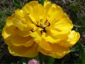 Фотография Стребковой Анастасии