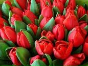 Надія Віпшовська фотография #44 (источник - https://vk.com/id170603811)