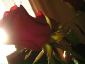 Сонце =)) фотография #1