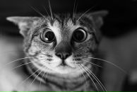 Фотография Синичкина Владимира