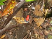 Дмитрий Гомон фотография #25 (источник - https://vk.com/id833603)