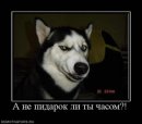 Руслан Пашаєв фотография #3 (источник - https://vk.com/id38958669)