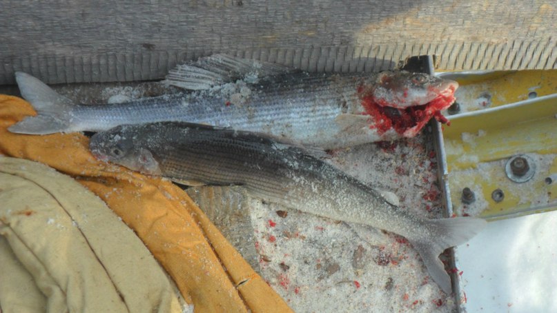 Артём Окунев фотография #10