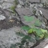 Марія Гречанюк фотография #2 (источник - https://vk.com/id132849756)