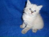 Фотография Васильевой Алёны