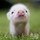 Вікторія Бойчук фотография #17 (источник - https://vk.com/id177950595)