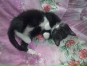 Фотография Maksimova Viktoria