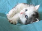 Катрина Grom фотография #15 (источник - https://vk.com/id245462)