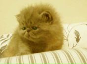 Фотография Ахметовой Елены