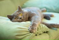 Фотография Тарасовой Ани