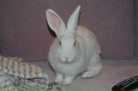 Фотография Кулиевой Эльмиры