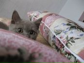 Фотография Шемякин Артём