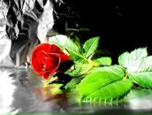 Фотография Грибовой Анастасии