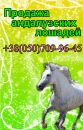 Фотография Horses Mariku
