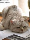 Вадим Кардинал фотография #40 (источник - https://vk.com/id46740651)