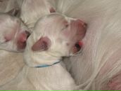 Фотография Чижовой Светы