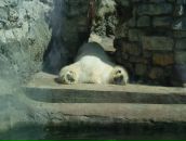 Фотография Нерадовской Елены