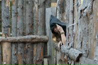 Фотография Rorschach Villian