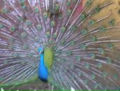 Crazy Tomat фотография #44 (источник - https://vk.com/id6413049)